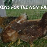Raising Chickens for Eggs is Easier Than You Think