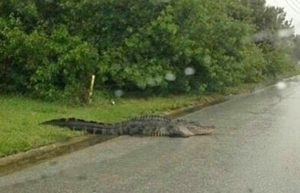 As if the flooding weren't enough...